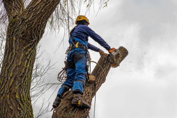 Best Emergency Tree Removal Services  in USA